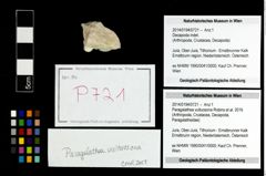 Foto (Objekt + Etikett) von Paragalathea vultuosona (Robins et al., 2016)  (NHMW-GEO-2014-0194-0721)